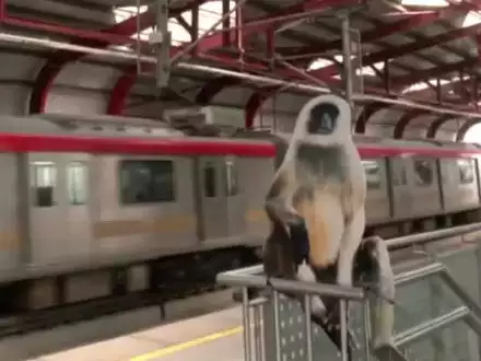 (UPMRC) ने लेखराज मेट्रो स्टेशन पर बंदरों के बढ़ते आतंक को देखते हुए किया एक अनूठा प्रयोग 