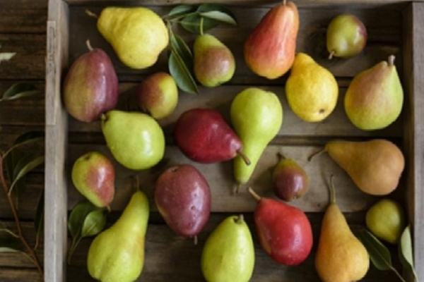  पाचन से जुड़ी बीमारियों का काल है नाशपाती, जानें सेवन के फायदे और नुकसान